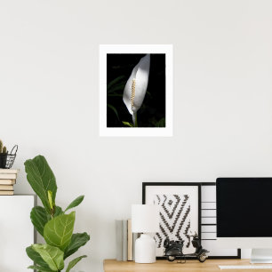 Affiche Plante de lys de la paix blanc floral