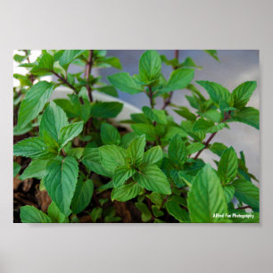 Affiche Plante de menthe herbacée