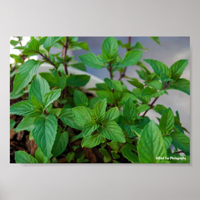 Affiche Plante de menthe herbacée (Devant)