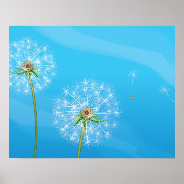 Affiche Plante de pissenlit (Devant)