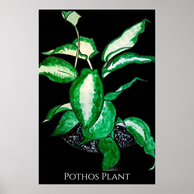 Affiche Plante de Pothos  (Devant)