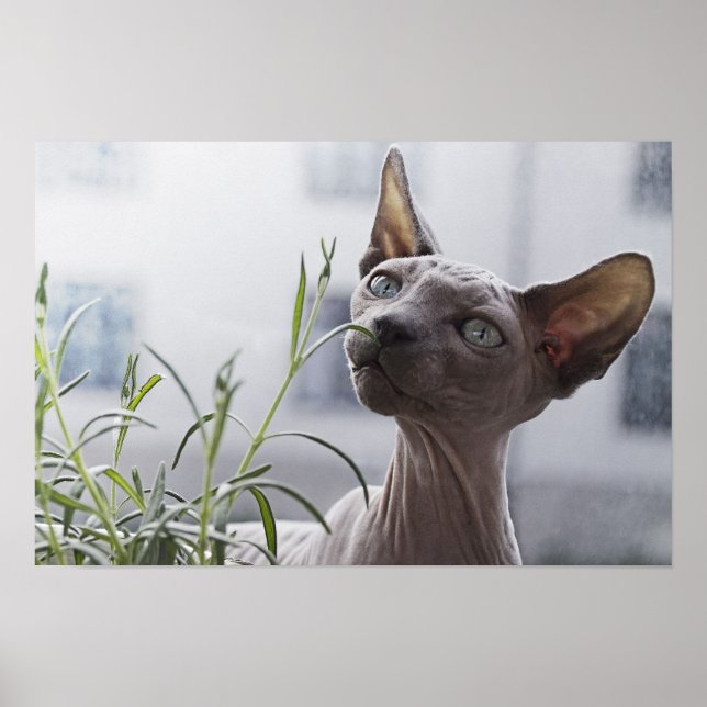 Affiche Plante de renfort de chat sans cheveux gris (Devant)