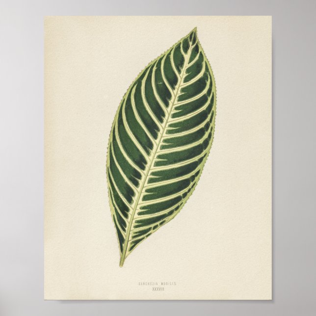 Affiche Plante de tigre (Sanchezia Nobilis) gravé (Devant)