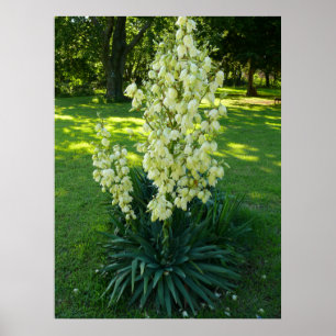 Affiche Plante du Yucca