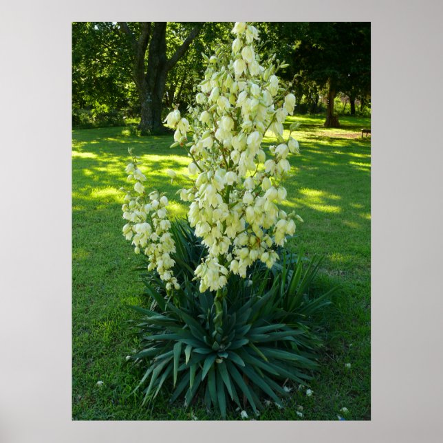 Affiche Plante du Yucca (Devant)