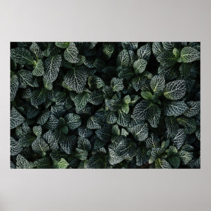 AFFICHE PLANTE FEUILLE VERT ET BLANC