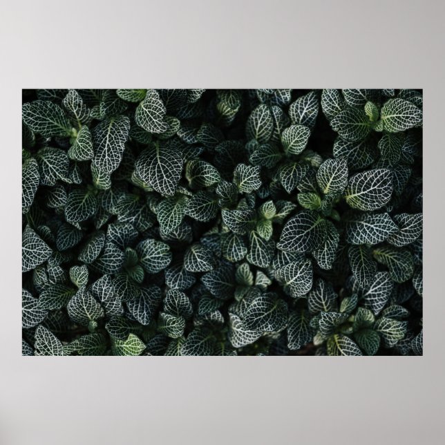 AFFICHE PLANTE FEUILLE VERT ET BLANC (Devant)