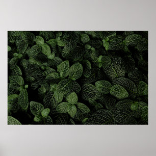 AFFICHE PLANTE FEUILLE VERT ET BLANC