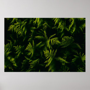 AFFICHE PLANTE FEUILLE VERT ET JAUNE