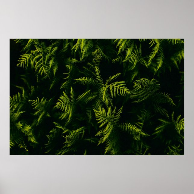 AFFICHE PLANTE FEUILLE VERT ET JAUNE (Devant)