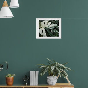 Affiche Plante Fleurie Monstera Panachée