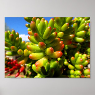 Affiche Plante grasse Jelly Bean
