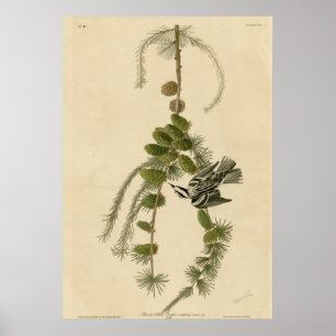 Affiche Plante grimpante noire et blanche