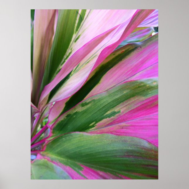 Affiche Plante Hawaïen Ti (Devant)