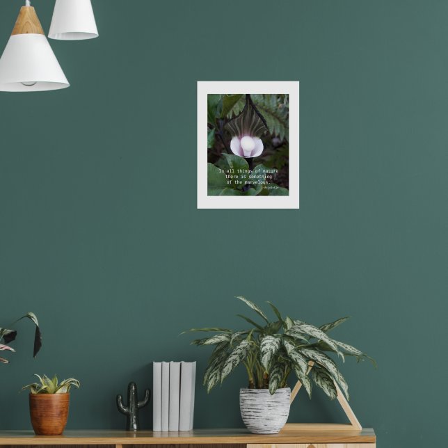 Affiche Plante Jack-in-the-Pulpit Citation d'Aristote sur  (Salon 1)