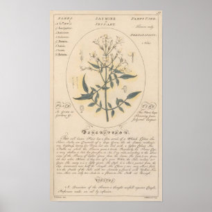 Affiche Plante Jasmine