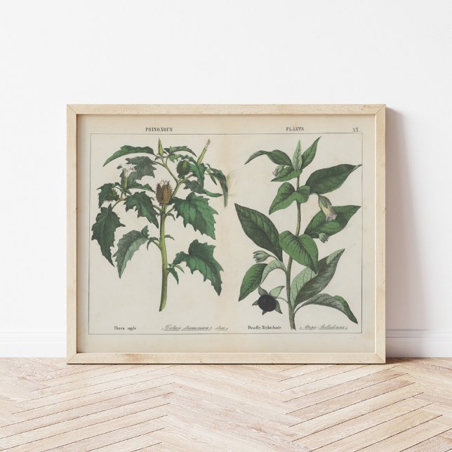Affiche Plante malheureux | Charlotte Mary Yonge (Créateur téléchargé)