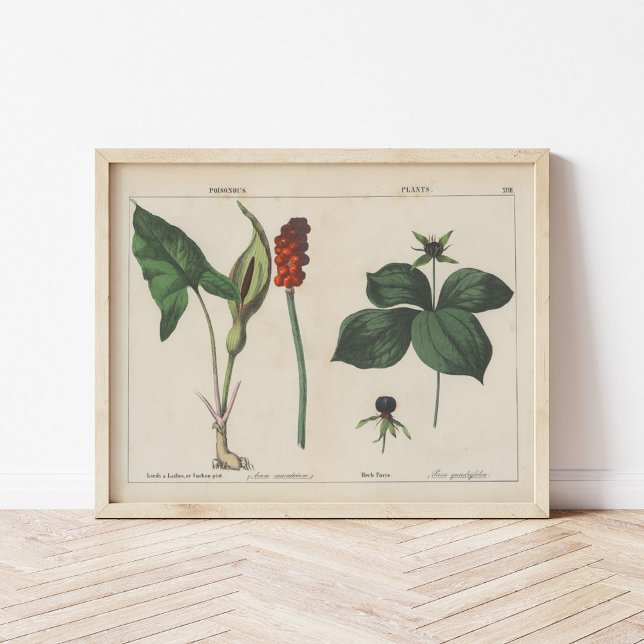 Affiche Plante malheureux | Charlotte Mary Yonge (Créateur téléchargé)