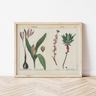 Affiche Plante malheureux   Charlotte Mary Yonge