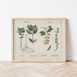 Affiche Plante malheureux   Charlotte Mary Yonge
