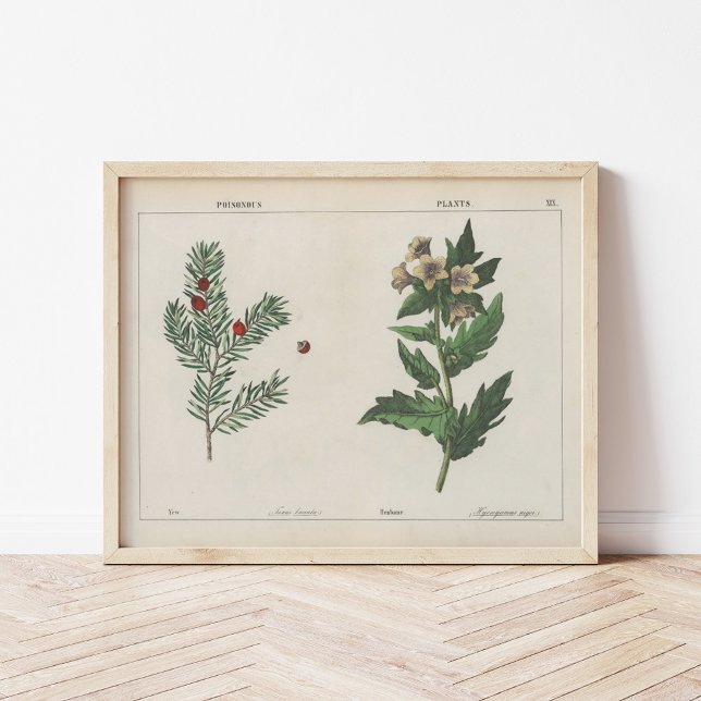 Affiche Plante malheureux | Charlotte Mary Yonge (Créateur téléchargé)