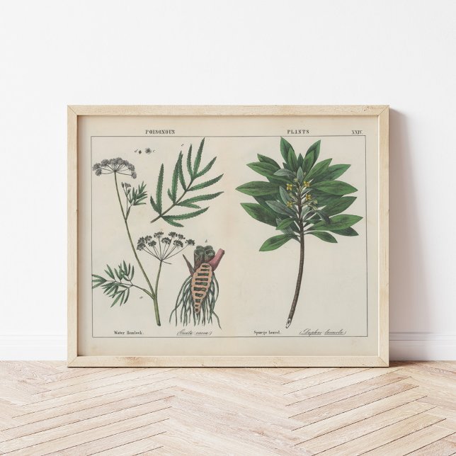 Affiche Plante malheureux | Charlotte Mary Yonge (Créateur téléchargé)