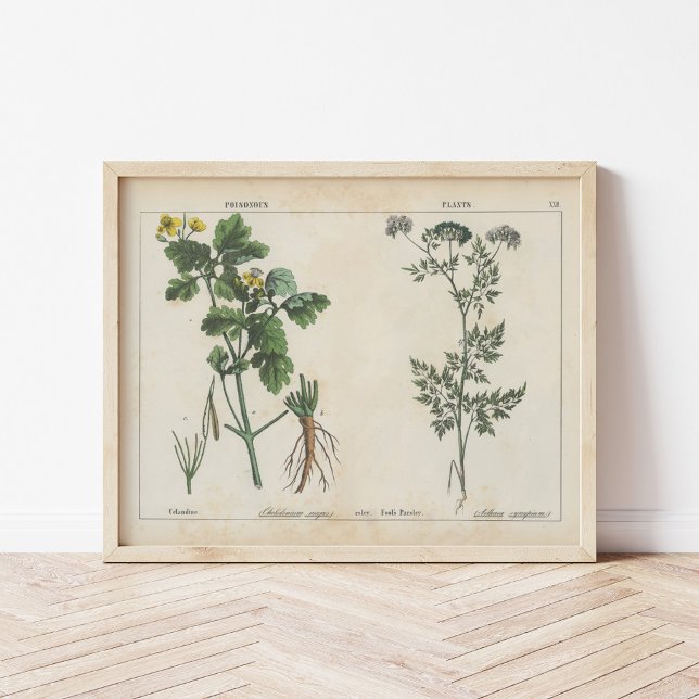 Affiche Plante malheureux | Charlotte Mary Yonge (Créateur téléchargé)