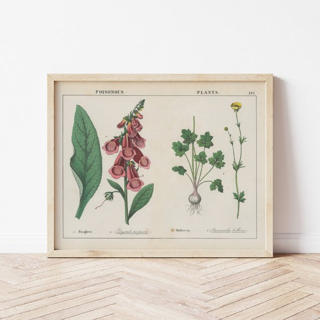 Affiche Plante malheureux | Charlotte Mary Yonge (Créateur téléchargé)