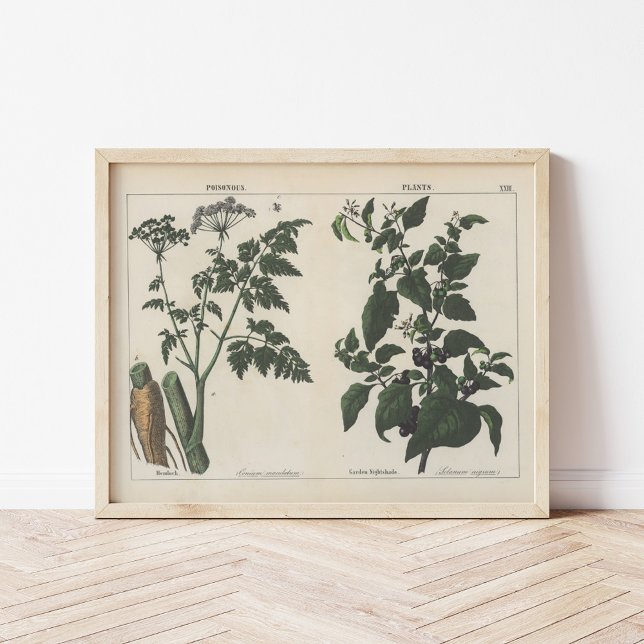 Affiche Plante malheureux | Charlotte Mary Yonge (Créateur téléchargé)