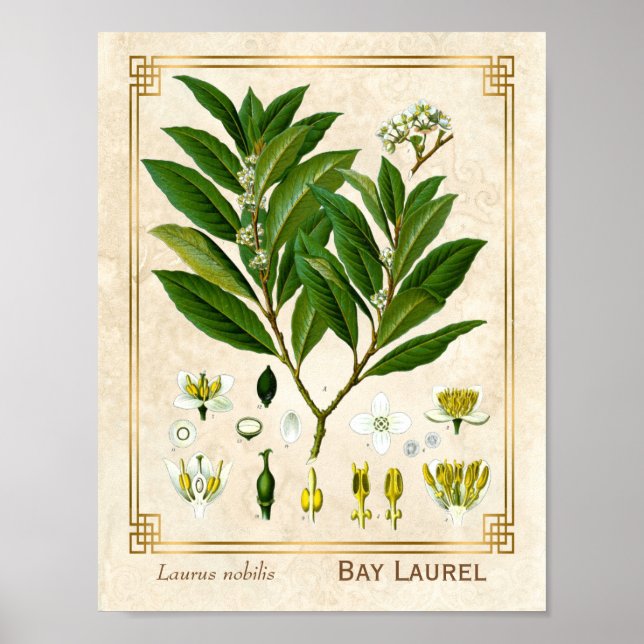 Affiche Plante médicinal vintage Baie Laurel Herb Botaniqu (Devant)