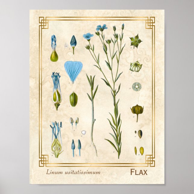 Affiche Plante médicinal vintage Flax Linseed Botanique (Devant)
