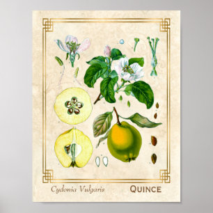 Affiche Plante médicinal vintage Quince Fruit Botanique
