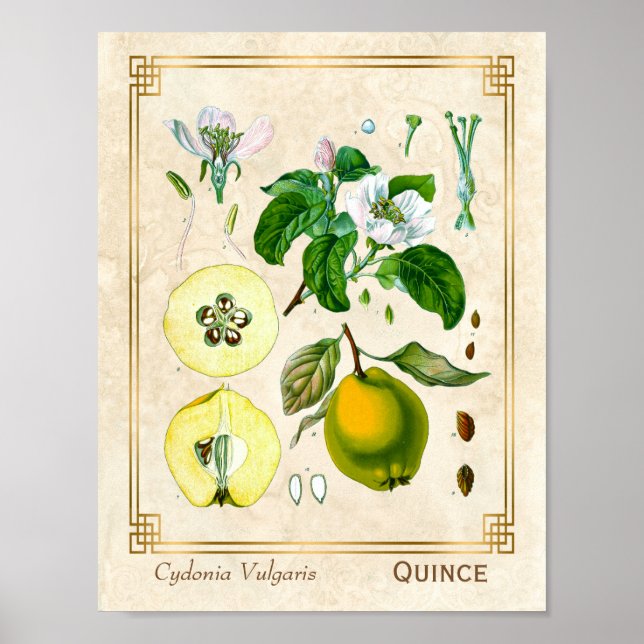 Affiche Plante médicinal vintage Quince Fruit Botanique (Devant)