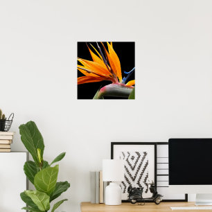 Affiche Plante oiseau de paradis orange sur fond floral no