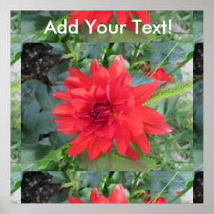 Affiche Plante Red Dahlia