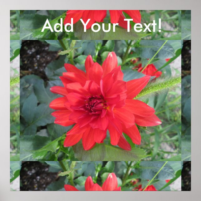 Affiche Plante Red Dahlia (Devant)