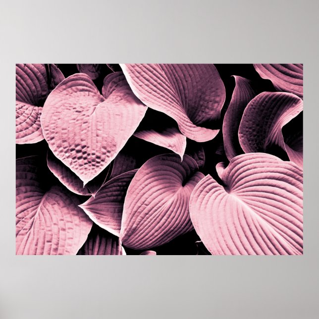 AFFICHE PLANTE RED LEAFED (Devant)