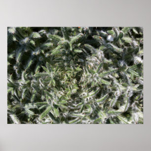 Affiche plante sauvage géométrique