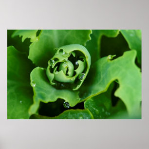 Affiche Plante succulente en gros plan avec des gouttelett