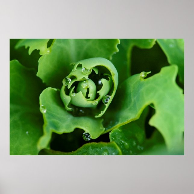 Affiche Plante succulente en gros plan avec des gouttelett (Devant)