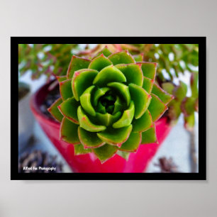 Affiche Plante succulente Lipstick Echeveria