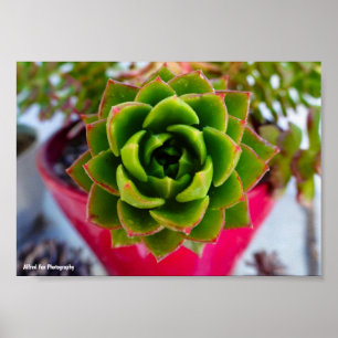 Affiche Plante succulente Lipstick Echeveria