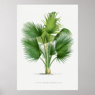 Affiche Plante tropical, illustration Plante art vintage ポ