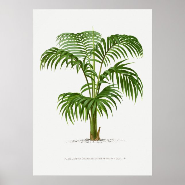 Affiche Plante tropical, illustration Plante art vintage ポ (Devant)