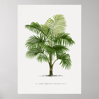 Affiche Plante tropical, illustration Plante art vintage ポ