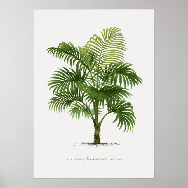 Affiche Plante tropical, illustration Plante art vintage ポ (Devant)
