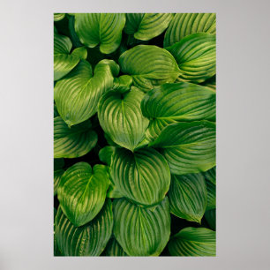 Affiche Plante vert
