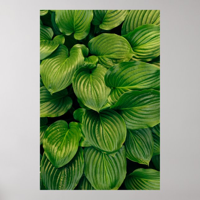 Affiche Plante vert (Devant)