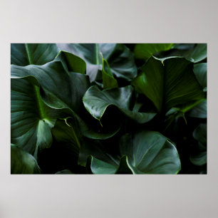 AFFICHE PLANTE VERT
