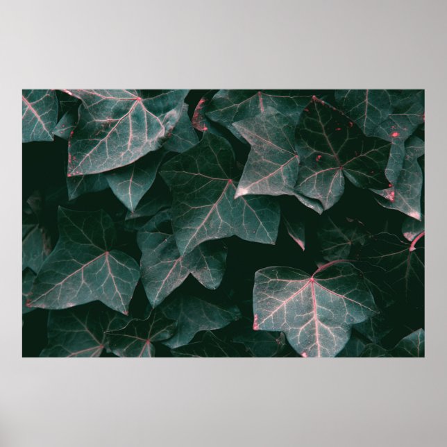 AFFICHE PLANTE VERT (Devant)